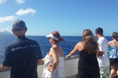 Whale Watching and Dolphin Spotting Cruise - What You Can See: Dolphins, Pilot Whales, Sperm Whales, and More