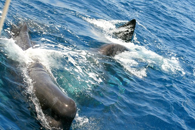Whale Watching and Dolphin Spotting Cruise - Drinks, Snacks, and the Overall Onboard Vibe
