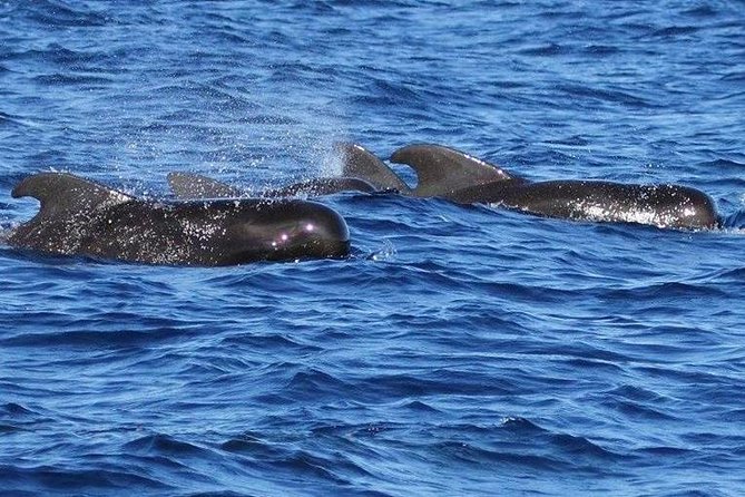 Whale Watching and Dolphin Spotting Cruise - Price and Value: Is $88 Worth It?
