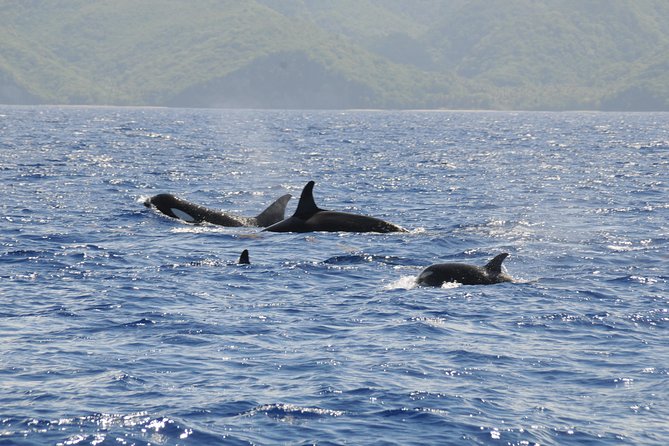 Whale Watching and Dolphin Spotting Cruise - Who This Cruise Suits Best (and Who Might Want a Different Plan)