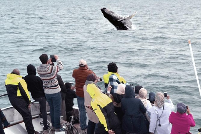 Whale Watching & Dolphin Yacht Cruise - Old Harbor to open water: how the 3 hours usually play out