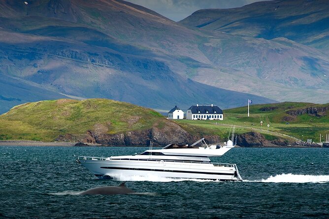 Whale Watching & Dolphin Yacht Cruise - Whales, dolphins, and puffins: what you can realistically hope to see