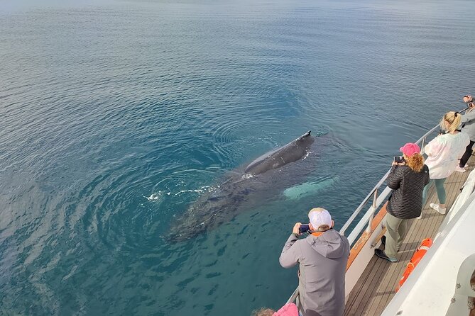 Whale Watching & Dolphin Yacht Cruise - Observation-deck views and live Wi‑Fi photos: getting the shot without missing the moment