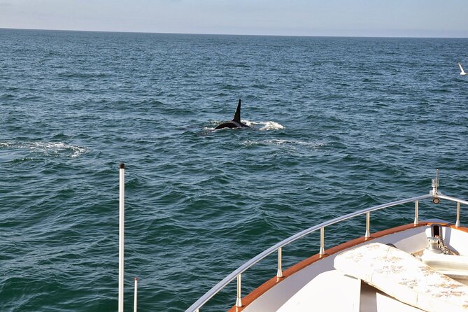 Whale Watching & Dolphin Yacht Cruise - Warmth, sea-sickness help, and onboard basics that actually matter