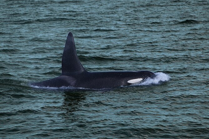 Whale Watching & Dolphin Yacht Cruise - Price and value: is $108.61 worth it?