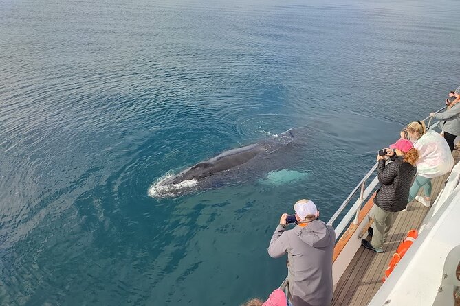Whale Watching & Dolphin Yacht Cruise - Who this cruise is best for (and who should plan differently)
