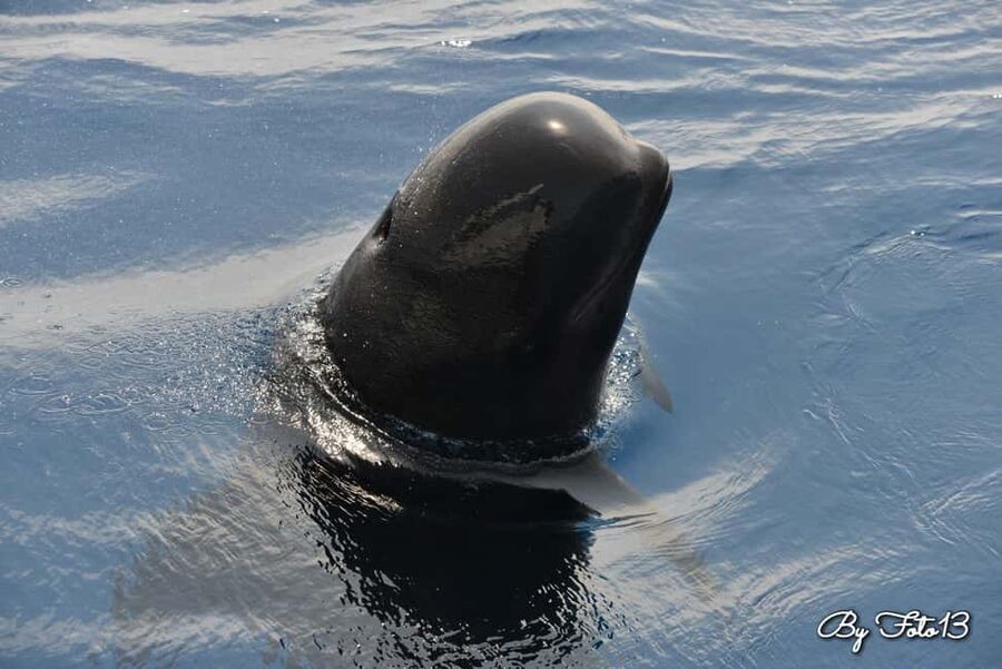 Whale-Watching, Dolphins & Whales from Bandol - Key things that make this cruise worth your time