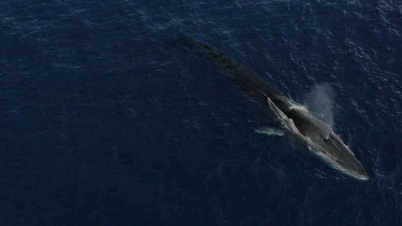 Whale-Watching, Dolphins & Whales from Bandol - Why a 6-hour cetacean hunt from Bandol feels different