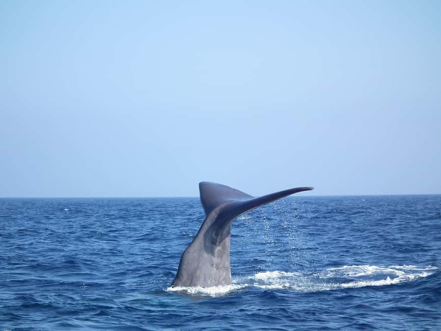 Whale-Watching, Dolphins & Whales from Bandol - What you might see: dolphins, whales, and sperm whales