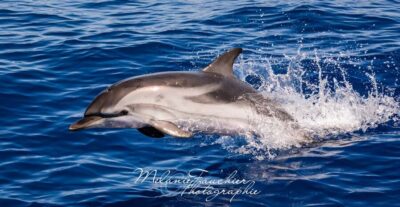 Whale-Watching, Dolphins & Whales from Bandol - On board with Atlantide Promenades en mer: naturalists, rules, and the hydrophone