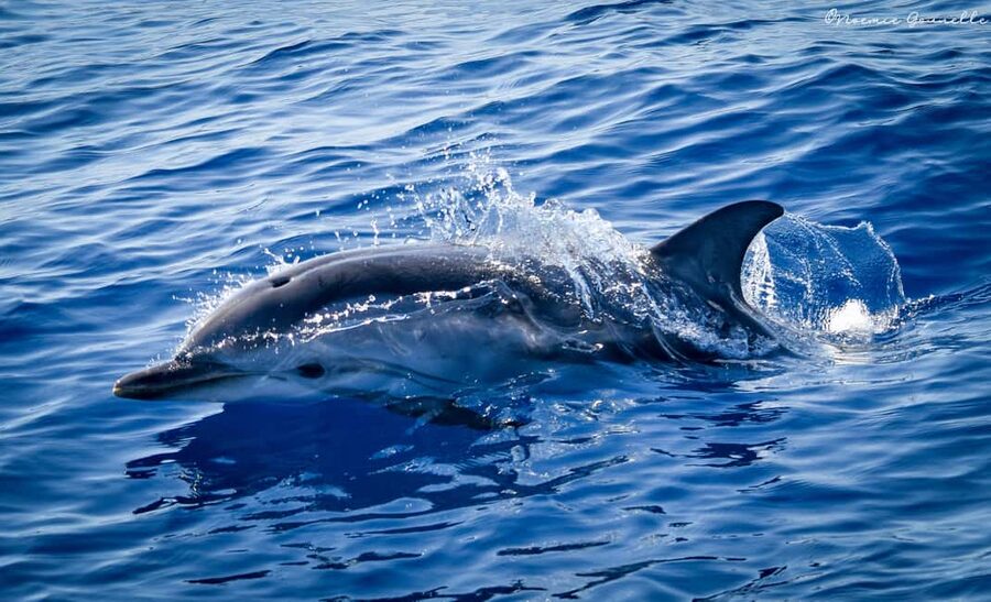Whale-Watching, Dolphins & Whales from Bandol - Price and value: what you pay for at $106 per person