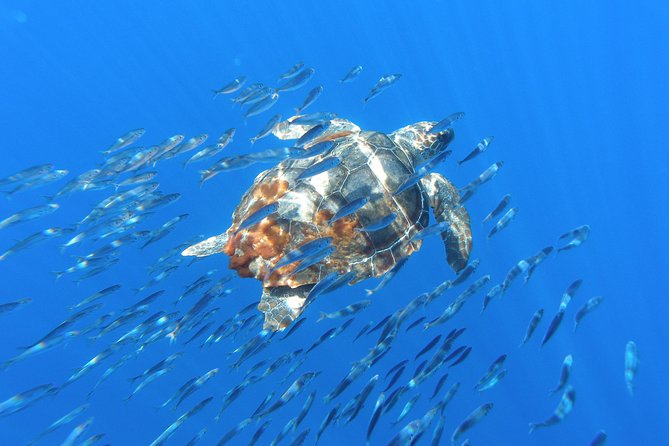 Whale Watching Tour + Vila Franca Islet: Full-day with lunch - Timing and waiting: how the day flows between ocean and the islet