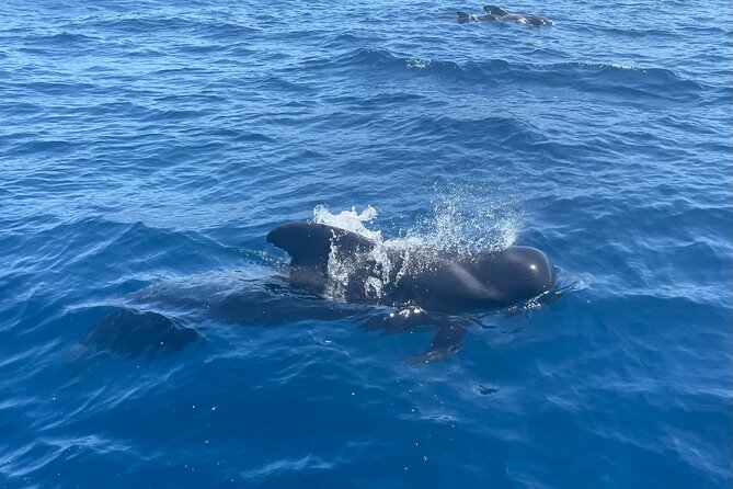 Whales and Dolphins excursion on a Luxury Yacht in Canary Islands - Pickup, Meeting Point, and Timing That Actually Works