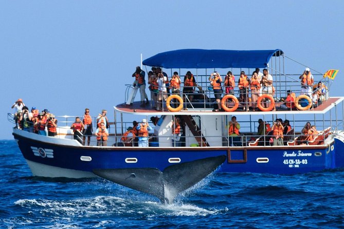 Whales and Dolphins Watching Mirissa - Mirissa Boat Time From Bentota: What the Day Feels Like