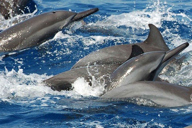 Whales and Dolphins Watching Mirissa - Galle Dutch Fort: The Walk That Makes the Whole Combo Worth It