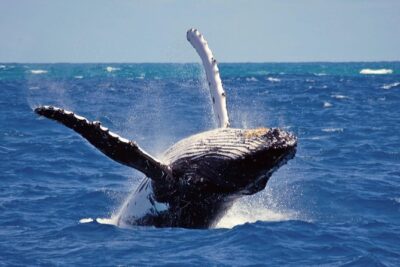 Whales and Dolphins Watching Mirissa - Moonstone Mines and Gem Palace: Short Stop, Clear Purpose