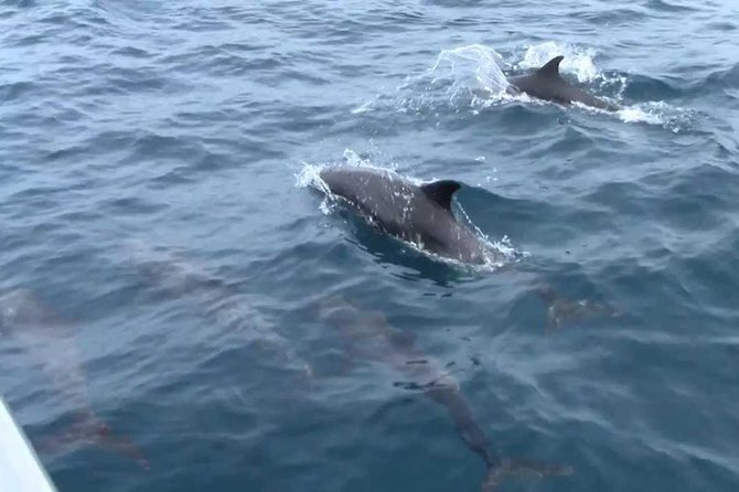 Whales and Dolphins Watching Mirissa - Price and Value: What Your $65 Is Really Covering