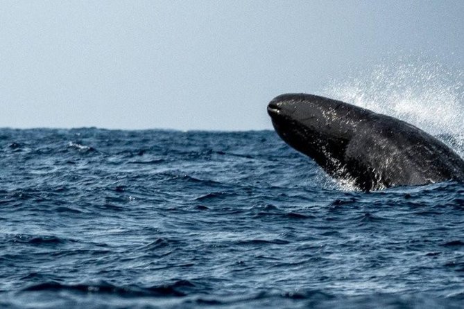 Whales and Dolphins Watching Mirissa - Timing and Comfort: Short Day, Big Shifts