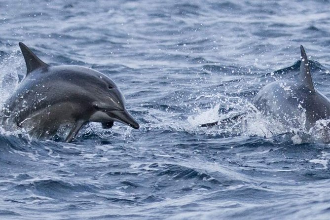 Whales and Dolphins Watching Mirissa - Who This Tour Fits Best (And Who Might Want Another Option)