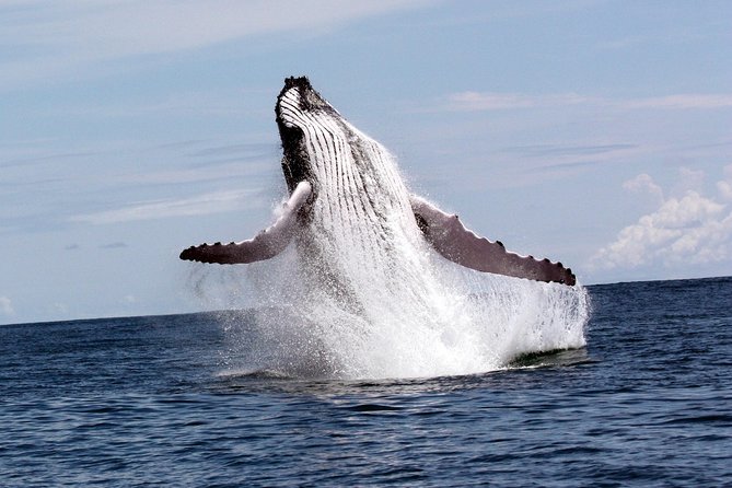 Whales and Dolphins watching Tour From Uvita - Marino Ballena National Park: why Uvita is whale real estate