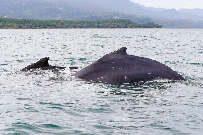 Whales and Dolphins watching Tour From Uvita - 8:30 a.m. departure from Uvita: logistics that affect your day