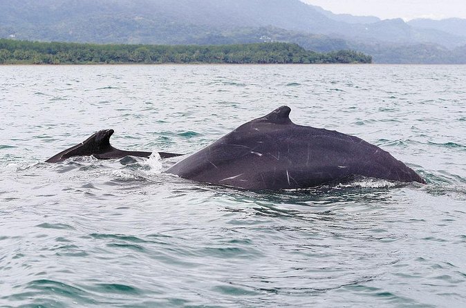 Whales and Dolphins watching Tour From Uvita - Guides and crew: safety-first and strong explanation