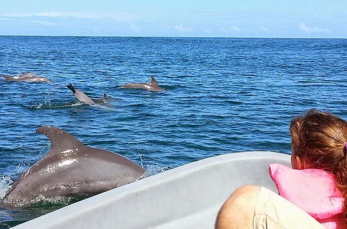 Whales and Dolphins watching Tour From Uvita - Price and what you actually get for $89