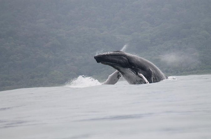 Whales and Dolphins watching Tour From Uvita - Who this tour fits best (and who should read the fine print)