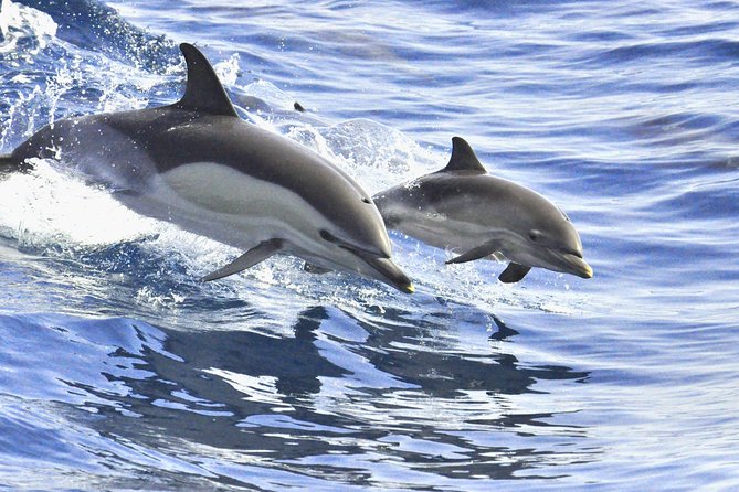 Whales & Dolphins watching in exclusive sailboat - Food and Drinks at Sea: Simple, Included, and Actually Useful