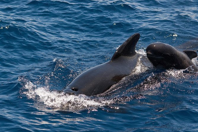 Whales & Dolphins watching in exclusive sailboat - Pilot Whales, Dolphins, and the Real Rules of Wild Watching