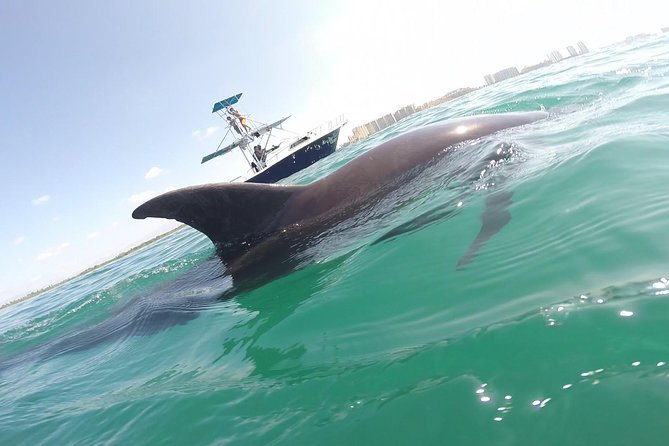 Wild Dolphin Encounter in Puerto Vallarta - Key things I’d plan around