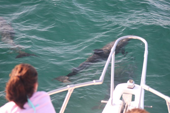 Wild Dolphin Encounter in Puerto Vallarta - Meeting up at the Marina (9:00 am) without stress