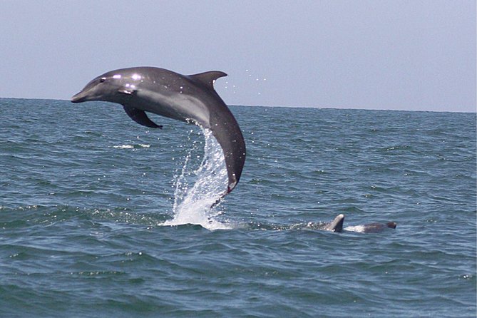 Wild Dolphin Encounter in Puerto Vallarta - Snorkeling time in the nearby area: gear is handled, you focus on technique