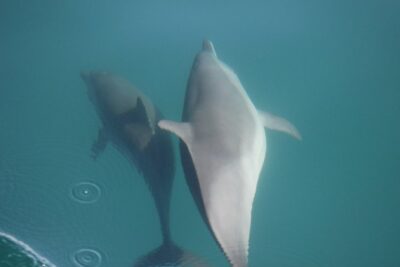 Wild Dolphin Encounter in Puerto Vallarta - First contact is from a distance—how respect becomes the real activity