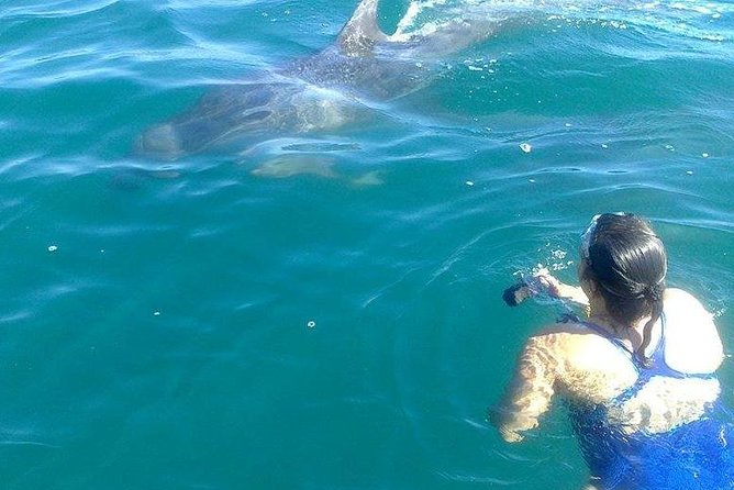 Wild Dolphin Encounter in Puerto Vallarta - Lunch, soft beverages, and the comfort details you’ll actually notice