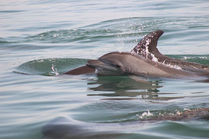 Wild Dolphin Encounter in Puerto Vallarta - Price reality check: $110, plus the MX$50 marina port fee