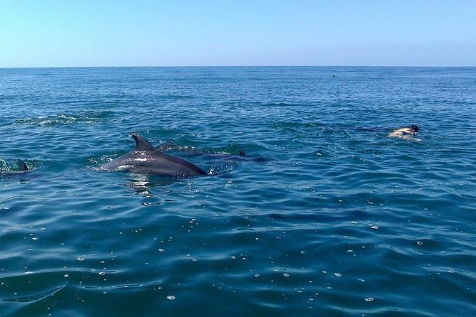 Wild Dolphin Encounter in Puerto Vallarta - Small group rules that keep the dolphins safe