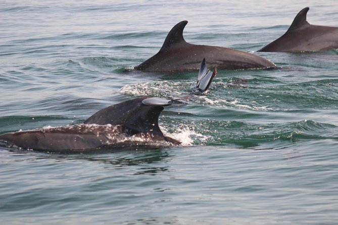 Wild Dolphin Encounter in Puerto Vallarta - Who this tour fits best (and who should think twice)