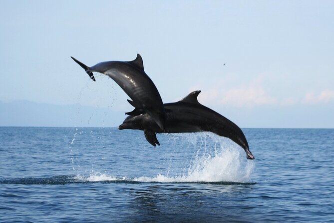 Wild Dolphin Encounter & Snorkeling Adventure - First stop: Marina Vallarta briefing and snorkeling setup