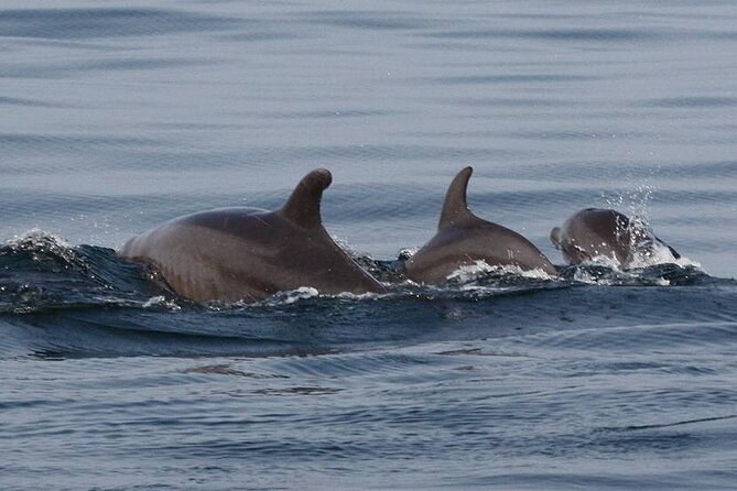 Wild Dolphin Encounter & Snorkeling Adventure - Los Arcos de Mismaloya snorkeling: your one-hour reef-side window