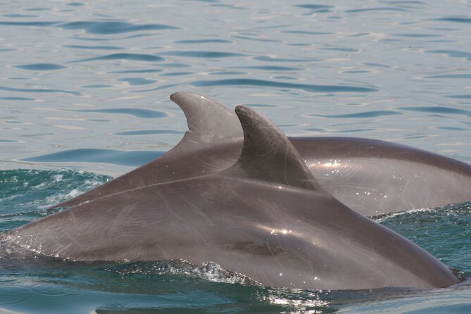 Wild Dolphin Encounter & Snorkeling Adventure - Beyond dolphins: the bonus wildlife moments that make the cruise feel special