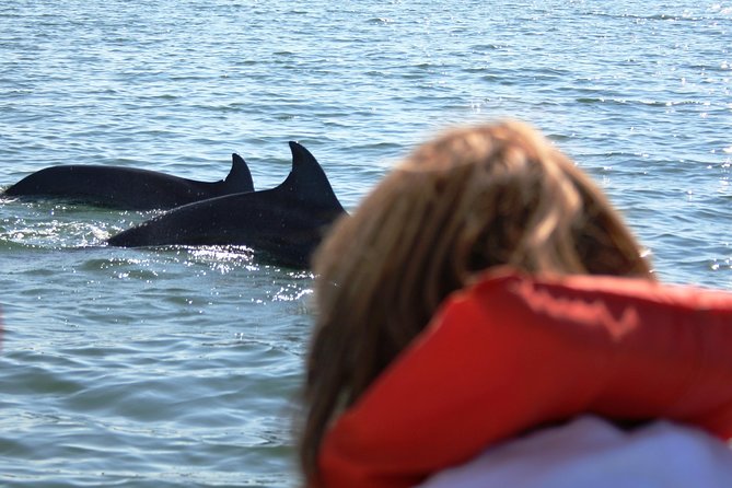 Wild Dolphin Encounter & Snorkeling Adventure - Food, timing, and what to pack for a 4-hour half-day