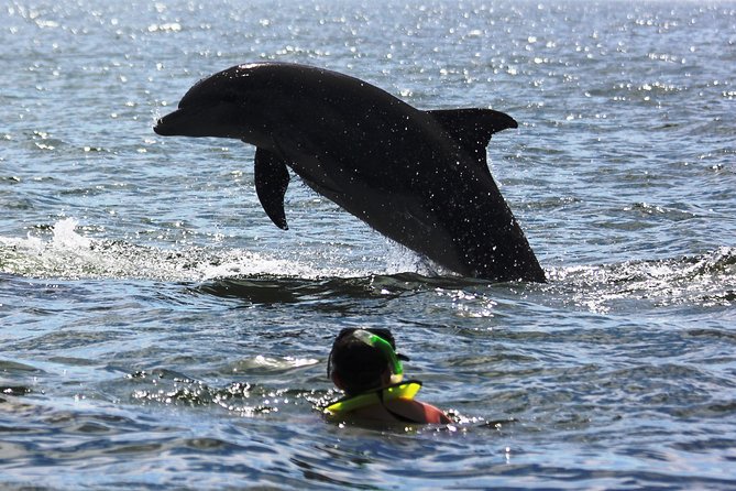 Wild Dolphin Encounter & Snorkeling Adventure - Price and the $5 boarding fee: where the value really comes from