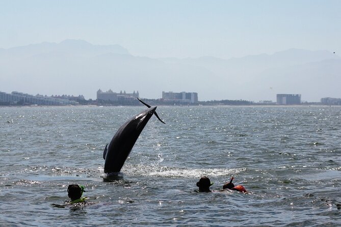 Wild Dolphin Encounter & Snorkeling Adventure - Who this tour is best for (and who should think twice)