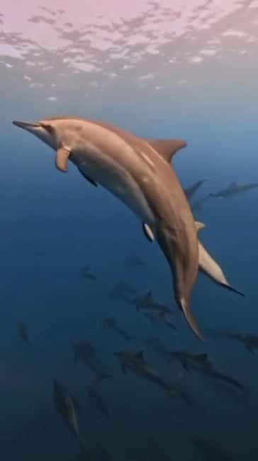 Wild Dolphin Encounter & Snorkeling Adventure – Mauritius. - Key Points to Know Before You Go