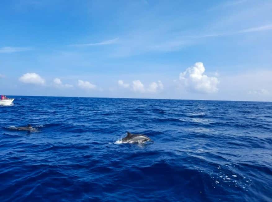 Wild Dolphin Encounter & Snorkeling Adventure – Mauritius. - Shared Boat Dynamics: Timing, Group Splits, and How to Handle Them