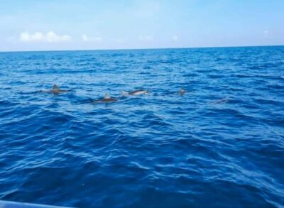 Wild Dolphin Encounter & Snorkeling Adventure – Mauritius. - Dolphin Watching plus Snorkeling: How the Underwater Part Works