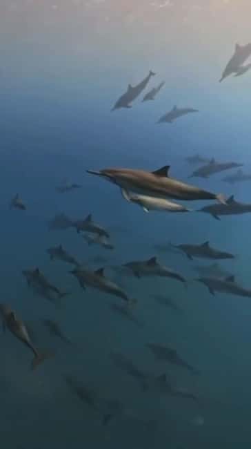 Wild Dolphin Encounter & Snorkeling Adventure – Mauritius. - Dolphin Welfare and Sustainability: A Real-Life Consideration