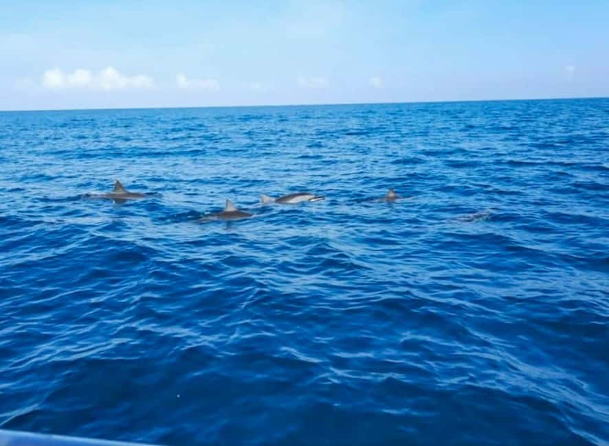 Wild Dolphin Encounter & Snorkeling Adventure – Mauritius. - Dolphin Watching plus Snorkeling: How the Underwater Part Works