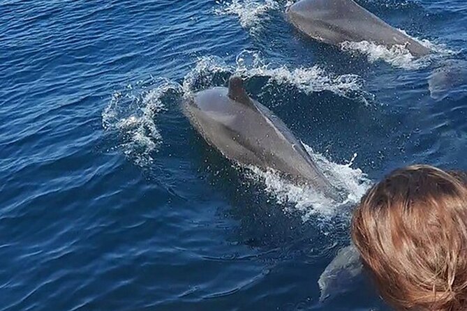 Wild Dolphin Encounter & Snorkeling Adventure - The dolphin search: how a small group changes everything